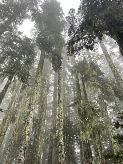 Lookout Fog
