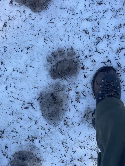 Black bear tracks in the spring snowpack