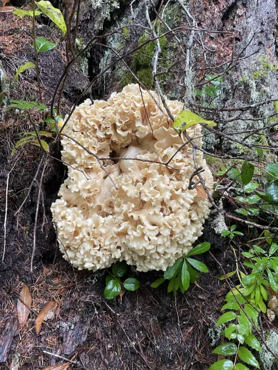 Cauliflower fungus