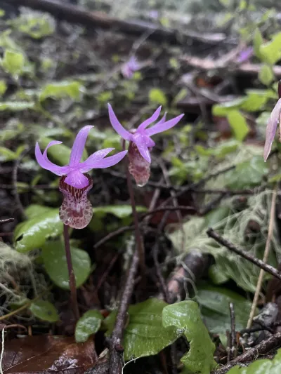 Fairy Slipper (Calypso bulbosa)