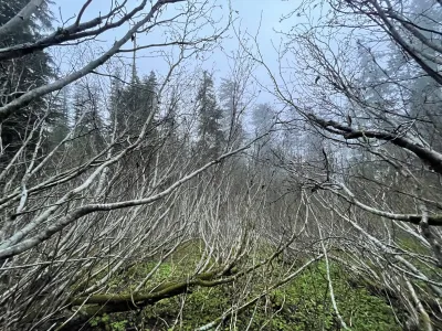 Alder thicket on a spring morning
