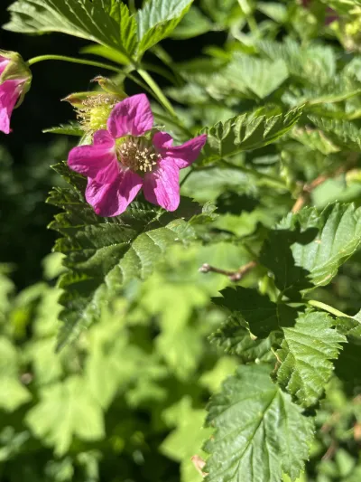 Blooming rubus