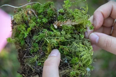 Moss Reciprocal Transplant 2023