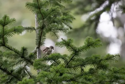 Golden-crowned Kinglet