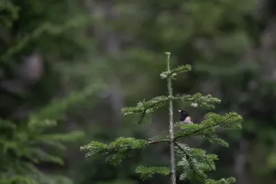Dark-eyed Junco