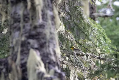 Townsend's Warbler