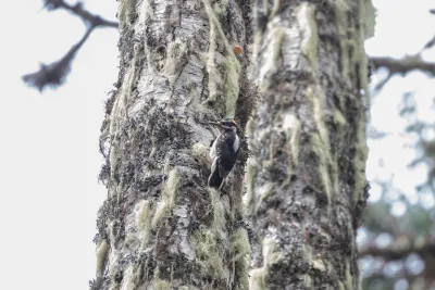 Hairy Woodpecker