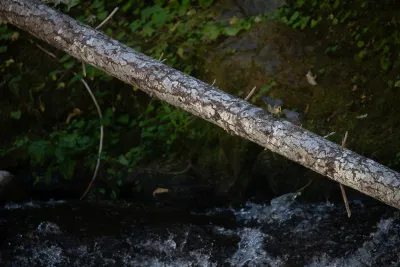 American Dipper Family