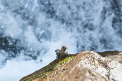 American Dipper