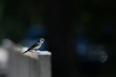Violet-green Swallow