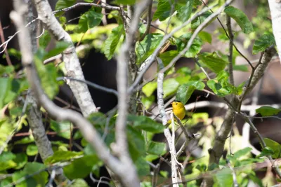 Wilson's Warbler