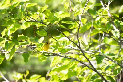 Wilson's Warbler