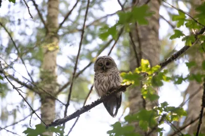 Barred Owl