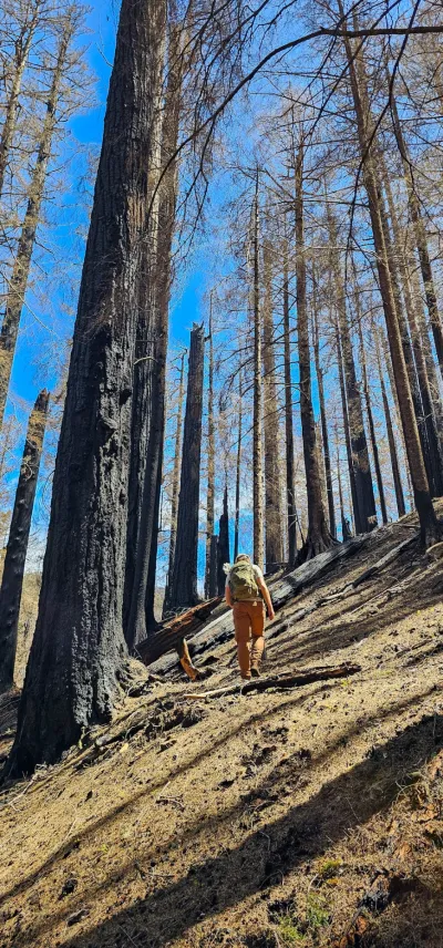 Burned area