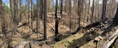 landscape view of burned forest stand