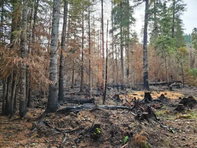 Nov 2023 field trip to HJA after Lookout Fire