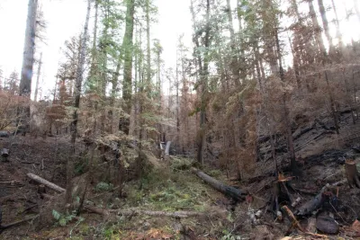 Nov 2023 field trip to HJA after Lookout Fire