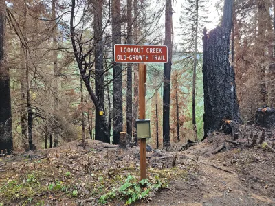 Nov 2023 field trip to HJA after Lookout Fire