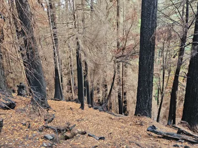 Nov 2023 field trip to HJA after Lookout Fire