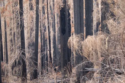 Nov 2023 field trip to HJA after Lookout Fire