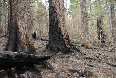 April 2024 field trip to HJA after Lookout Fire