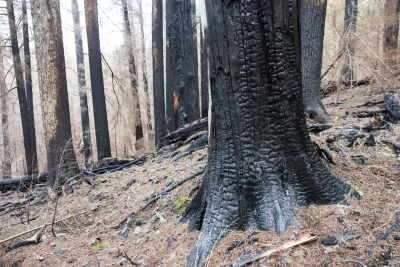 April 2024 field trip to HJA after Lookout Fire