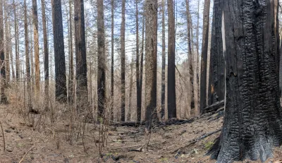 April 2024 field trip to HJA after Lookout Fire