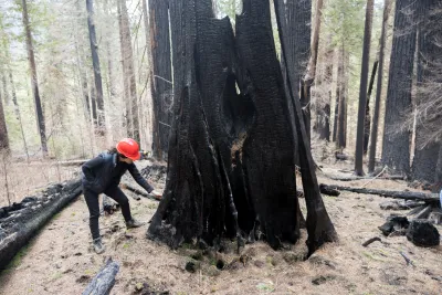 April 2024 field trip to HJA after Lookout Fire