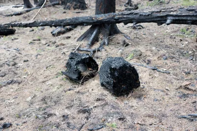 April 2024 field trip to HJA after Lookout Fire