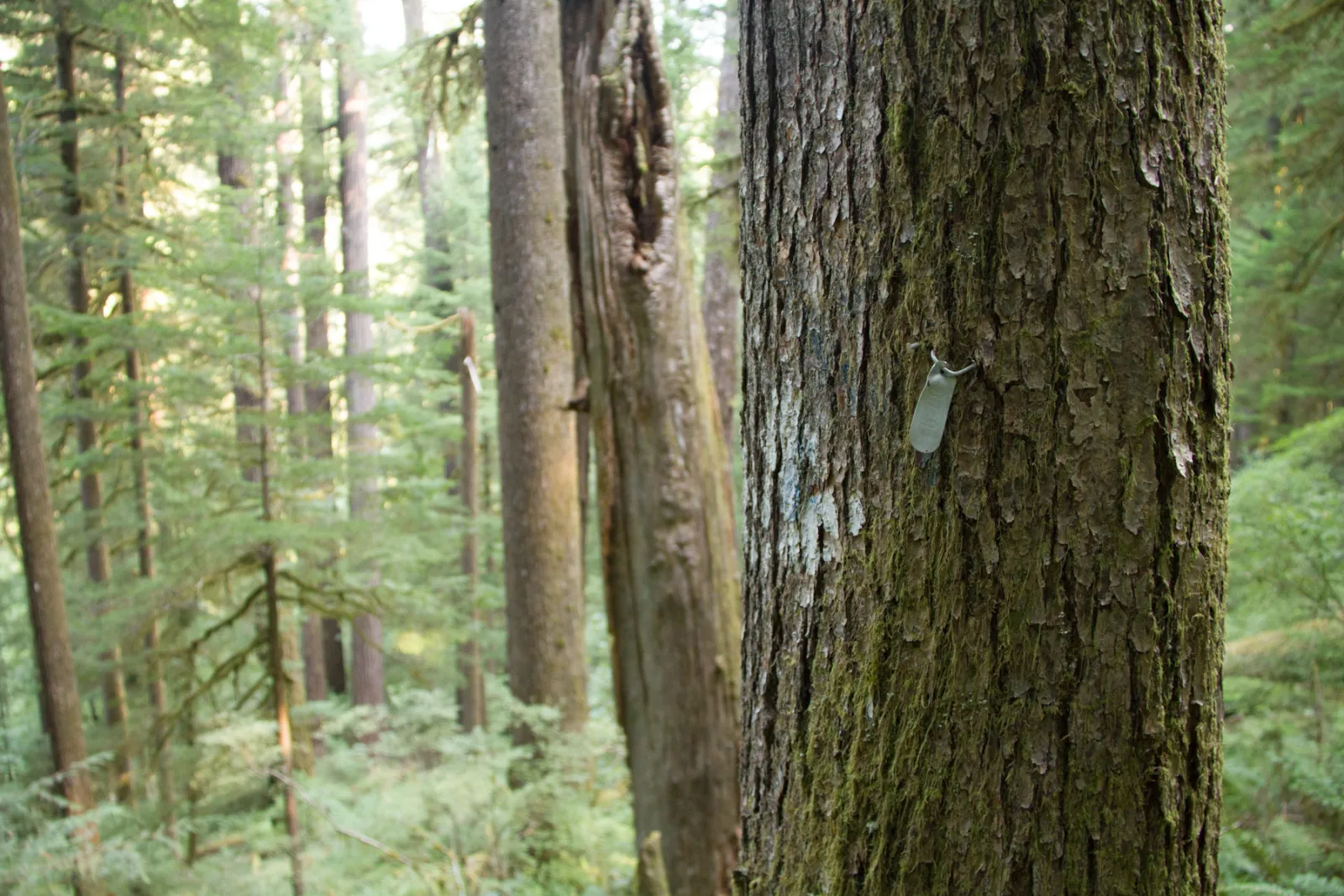 tagged tree