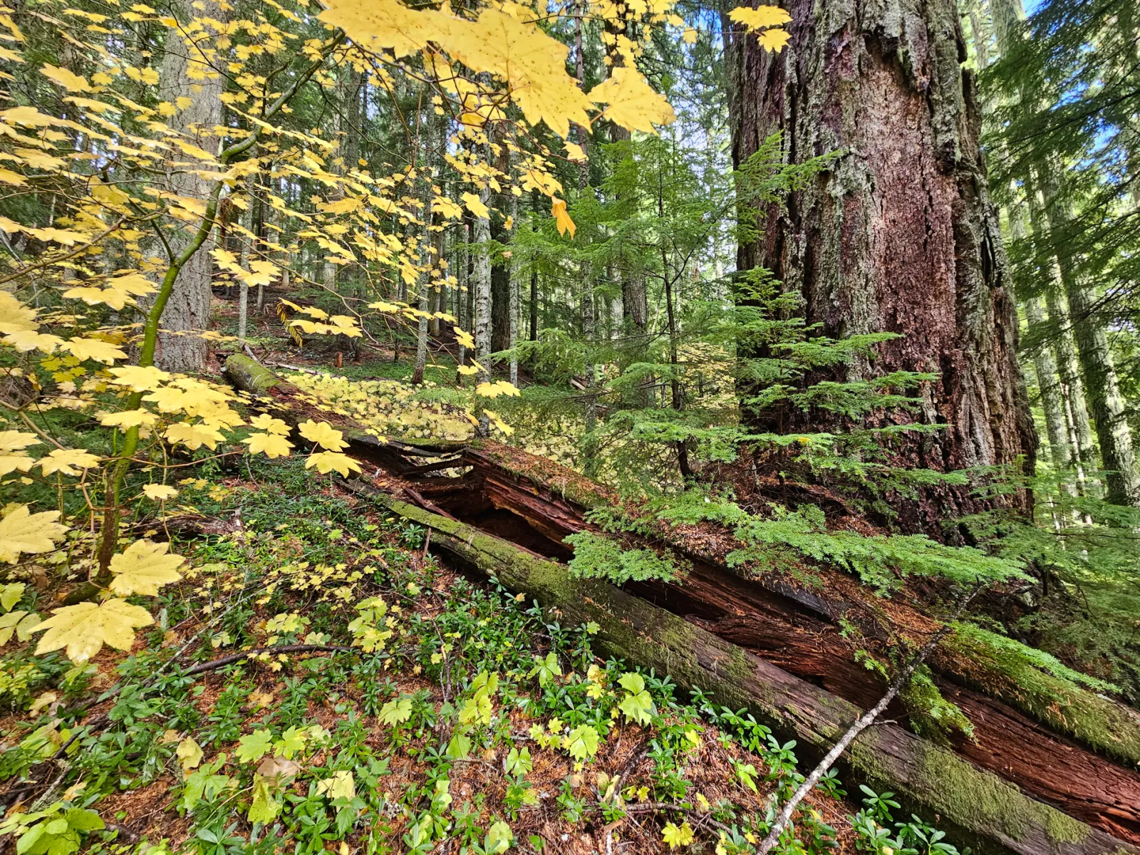 Forest with large trunk and yellow fall foliage