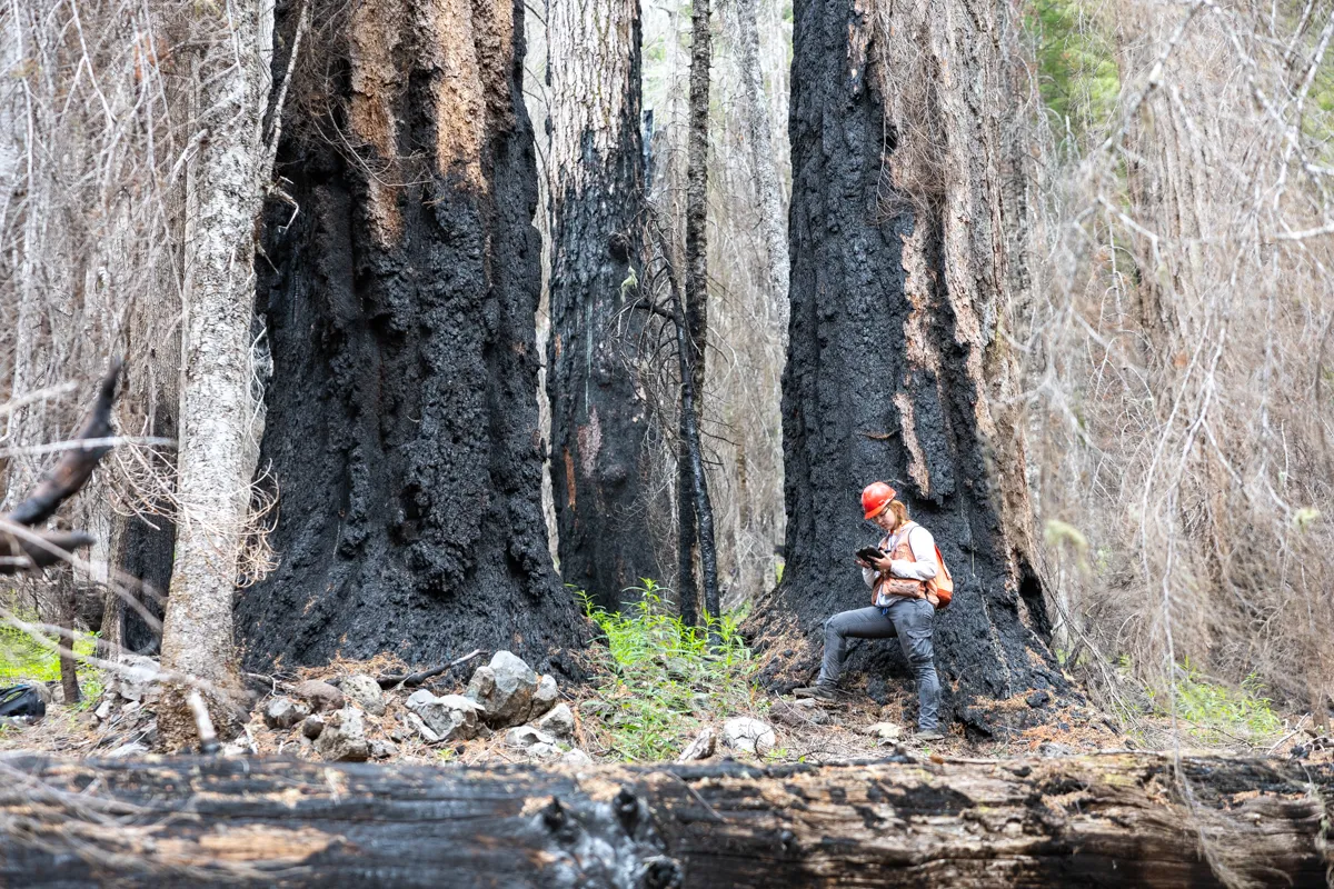 Researcher in a forest with large charred tree trunks