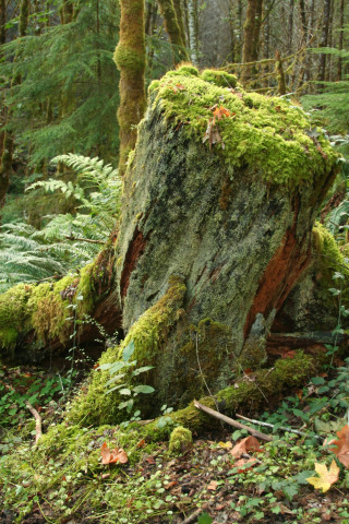 mossy stump