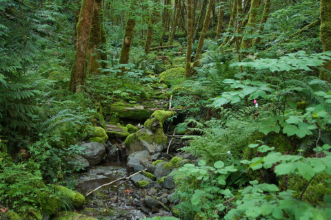 Watershed 1