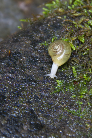 snail on rock