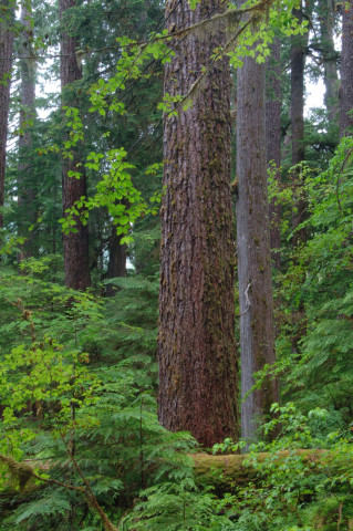 Lookout Creek old-growth forest