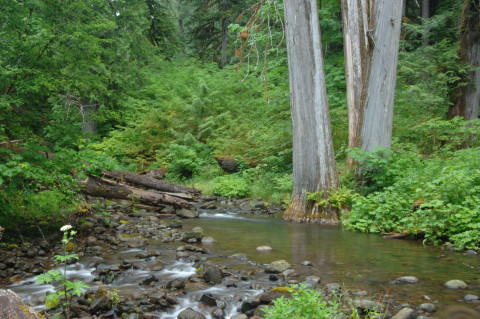 Lookout Creek old-growth forest