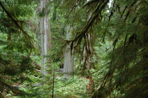 Lookout Creek old-growth forest