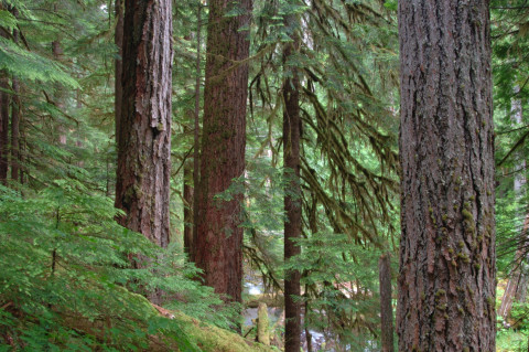 Lookout Creek old-growth forest