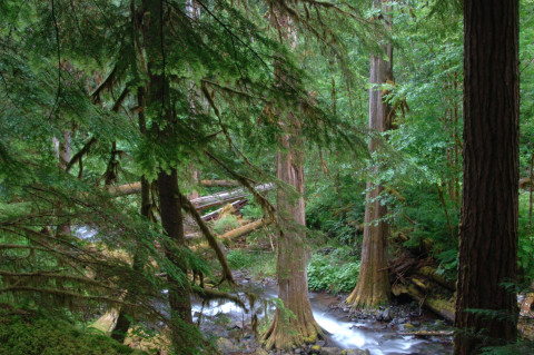 Lookout Creek old-growth forest
