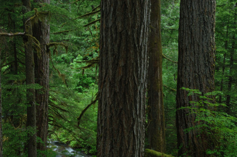 Lookout Creek old-growth forest
