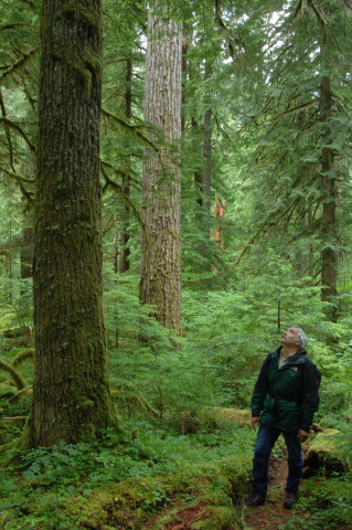 Mack Creek old-growth trail