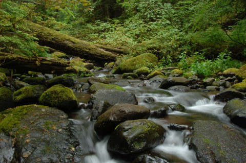 Mack Creek old-growth forest