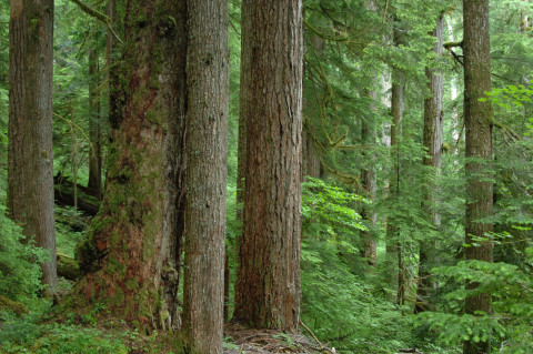 Mack Creek old-growth forest