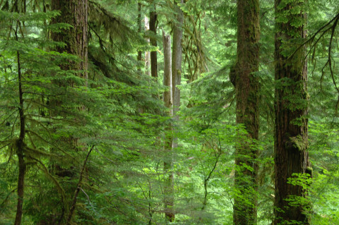 Mack Creek old-growth forest