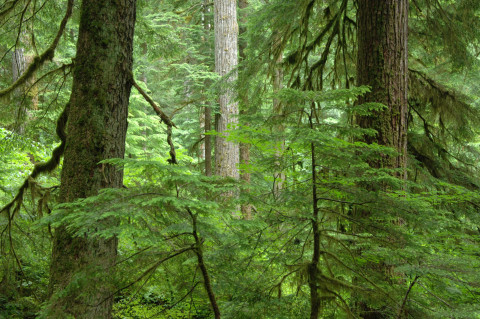 Mack Creek old-growth forest