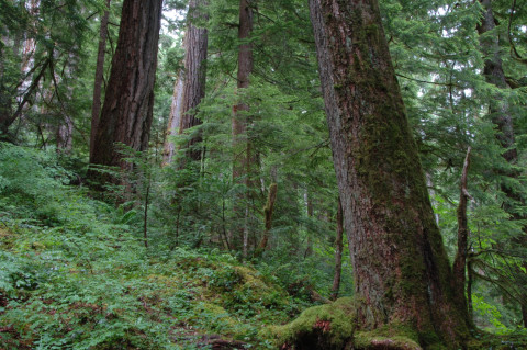 Mack Creek old-growth forest