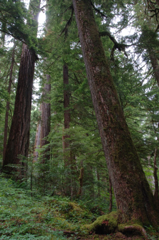 Mack Creek old-growth forest