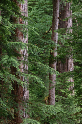 Mack Creek old-growth forest