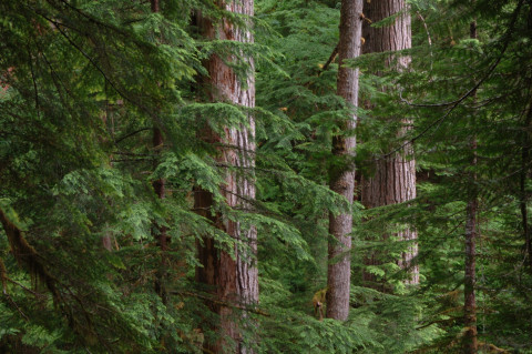 Mack Creek old-growth forest